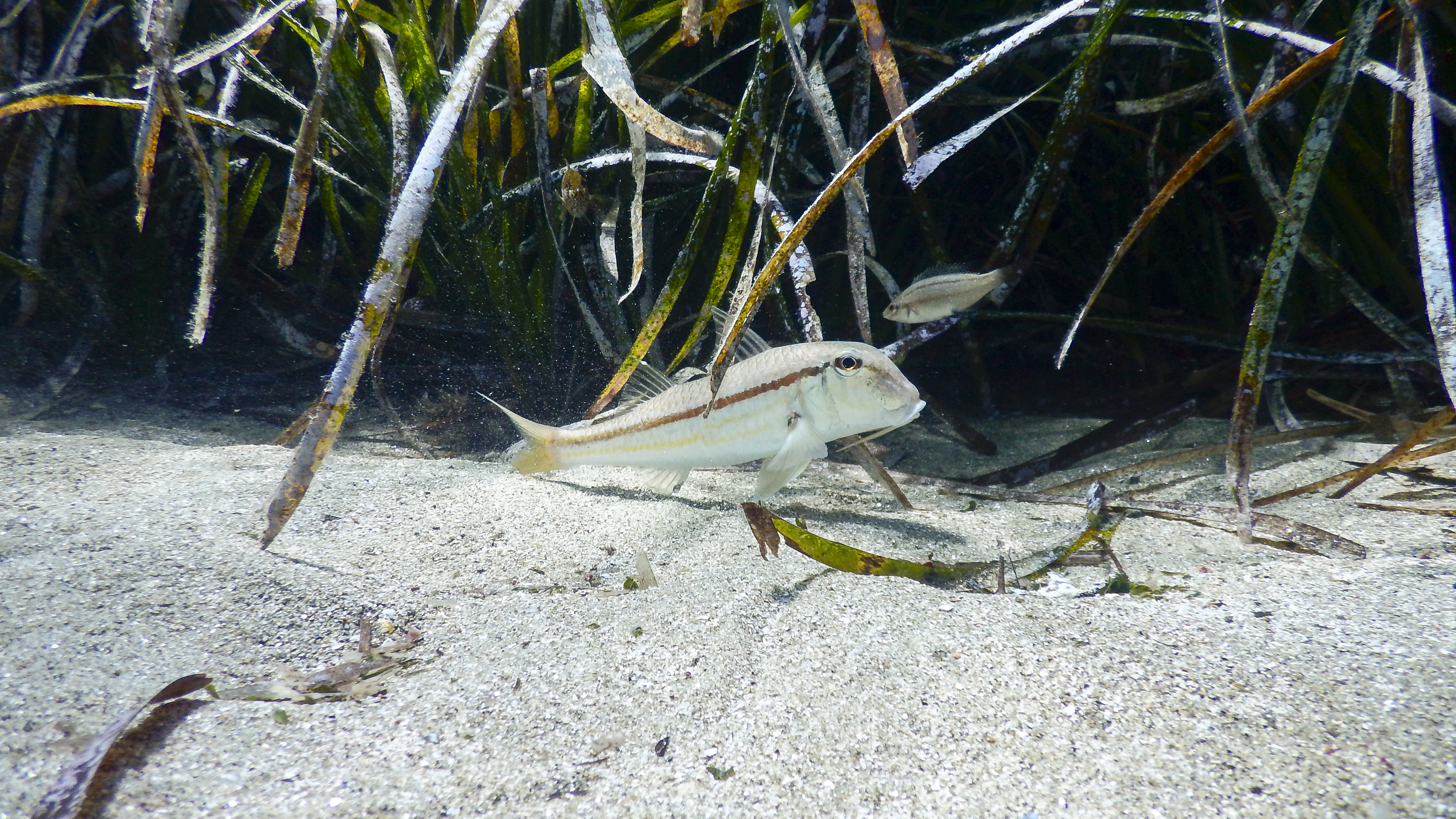 Marine life in seagrass